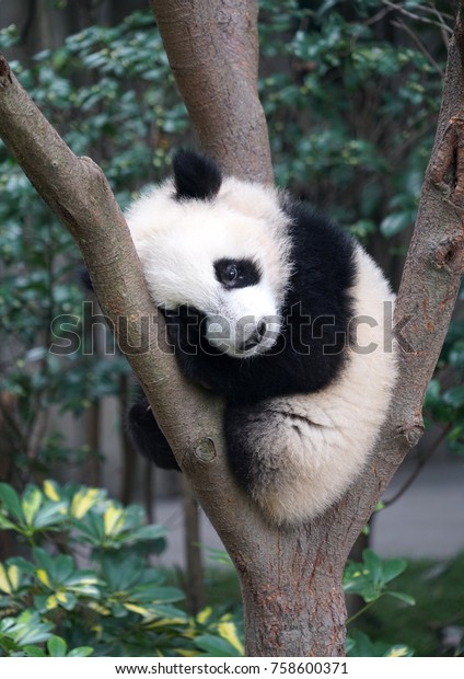 Cute Baby Panda Sleeping On Tree Stock Photo 758600371 | Shutterstock