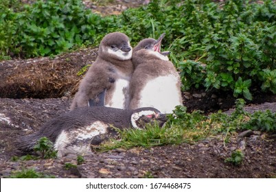 Cute Baby Penguins Huddling Together, Close To Mom