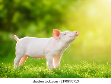 Cute baby pig relaxing and enjoying life and smiles, illuminated by the sun.