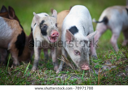 Cute Baby Pigs Piglets Stock Photo Edit Now 78971788 Shutterstock