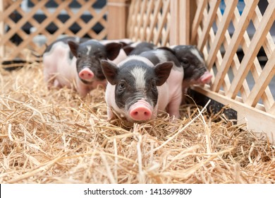 Cute baby pink and black speckled polka dot pot-bellied Vietnam miniature pigs in wooden cage at animal farm