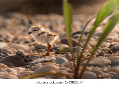 A cute baby of piping plover (Charadrius melodus)  is relaxing on the beach near a tall grass during sunset - Powered by Shutterstock