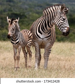 Baby Zebra Images Stock Photos Vectors Shutterstock