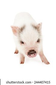 A cute baby pot-bellied pig with pink skin and white hair