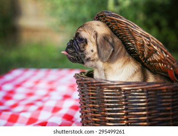 A Cute Baby Pug Chihuahua Mix Puppy Looking Out Of A Wicker Picnic Basket And Licking Her Face During Summer Maybe On The 4th Of July Holiday 