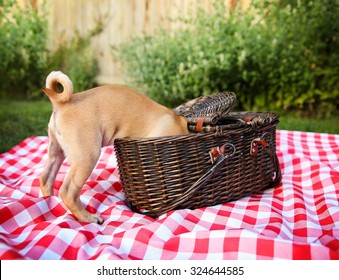 Picnic Funny Images Stock Photos Vectors Shutterstock