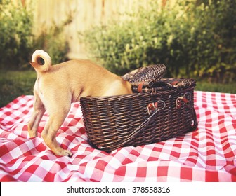  A Cute Baby Pug Chihuahua Mix Puppy Looking Into A Wicker Picnic Basket And Licking Her Face During Summer Maybe On The 4th Of July Holiday Toned With A Retro Vintage Instagram Filter App Or Action