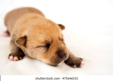 Cute Group Baby Puppies On White Stock Photo Edit Now 475646539