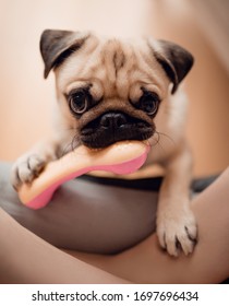 Cute Baby Puppy Pug Chewing On Dog Toy Pink Rubber Bone