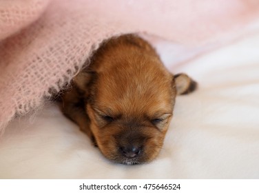 Cute Group Baby Puppies On White Stock Photo Edit Now 475646539