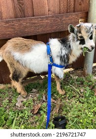 Cute Baby Pygmy Goat On A Leash Standing By A Fence