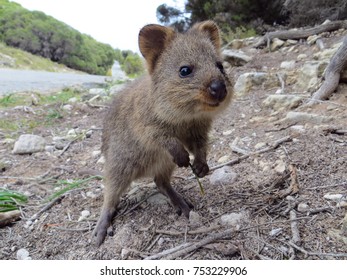 Cute Baby Quokka