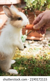 Cute Baby Rabbit Eats A Carrot. Sweet Lionhead Rabbit Munches A Piece Of Carrot From A Human Hand. Love Of Animals And Pet Photography. Caring And Feeding Its Loving Pet Food With Hand.