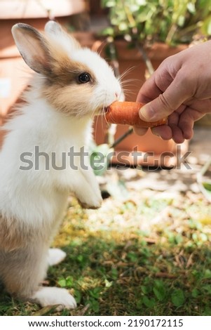Cute baby rabbit eats a carrot. Sweet lionhead rabbit munches a piece of carrot from a human hand. Love of animals and pet photography. Caring and feeding its loving pet food with hand.