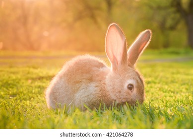 Cute Baby Rabbits On Green Lawn Stock Photo Edit Now 422272366