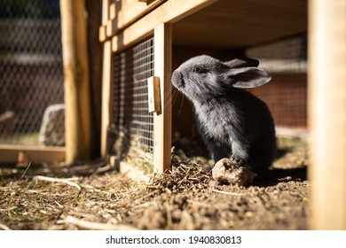 Cute baby rabbits in a farm - Shutterstock ID 1940830813