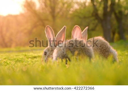 Cute Baby Rabbits On Green Lawn Stock Photo Edit Now 422272366