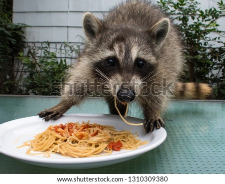 A cute baby raccoon standing on an outside table in back of a plate of spaghetti. The animal has one noodle hanging from her mouth.