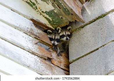 Cute Baby Raccoons Climb Out Of Hole In Old Building 