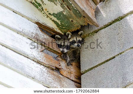 Cute Baby raccoons climb out of hole in old building 