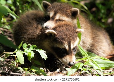 Cute Baby Raccoons Cuddling Forest