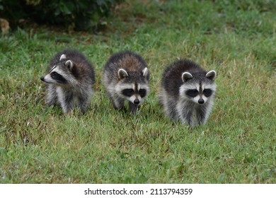 Cute Baby Raccoons Triplets Kit