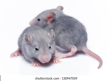 Cute animals  Cute-baby-rats-resting-on-260nw-130947059