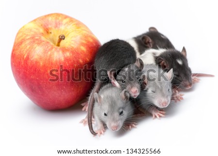 Cute Baby Rats Resting On White Stock Photo Edit Now 134325566