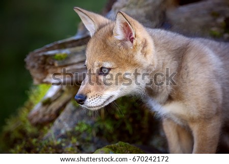 Cute Baby Red Fox Stock Photo Edit Now 670242172 Shutterstock