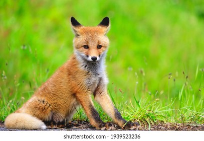 Renard Rouge Images Photos Et Images Vectorielles De Stock Shutterstock