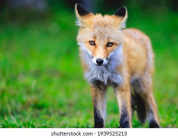 Fox Animal Images Photos Et Images Vectorielles De Stock Shutterstock