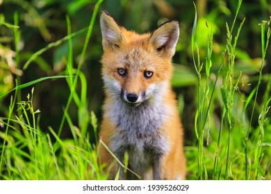 Cute Baby Red Fox During Summer Road Trip, Fox Portrait