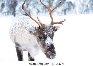 Cute Baby Reindeer.