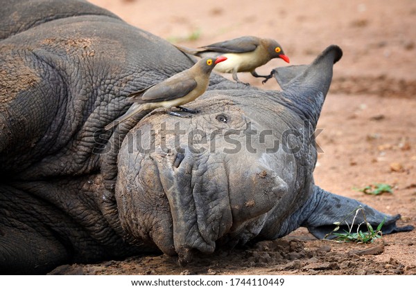 A
cute baby rhino lying down with oxpeckers on his
face