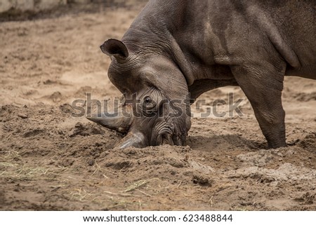 Cute Baby Rhino Playing Zoo Berlin Stock Photo Edit Now 623488844