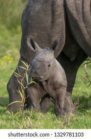 Cute Baby Rhino Trying To Hide Behind A Small Plant