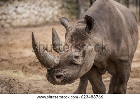 Cute Baby Rhino Zoo Berlin Stock Photo Edit Now 623488766