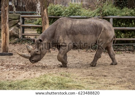 Cute Baby Rhino Zoo Berlin Stock Photo Edit Now 623488820