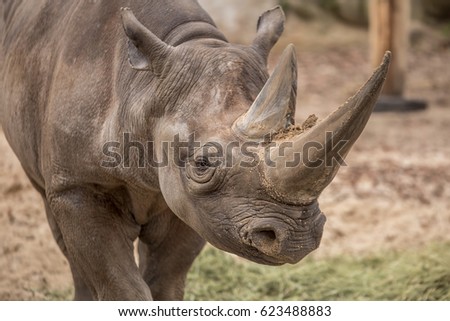 Cute Baby Rhino Zoo Berlin Stock Photo Edit Now 623488883