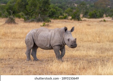 Cute baby rhinoceros, endangered Southern White rhino, young calf in Ol Pejeta Conservancy, Kenya. Wildlife seen on safari holiday (Ceratotherium simum simum). Side view on open grassland