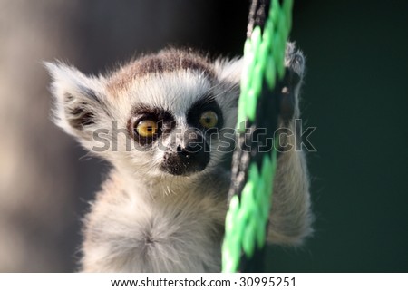 Cute Baby Ringtailed Lemur Climbing Rope Stock Photo Edit Now