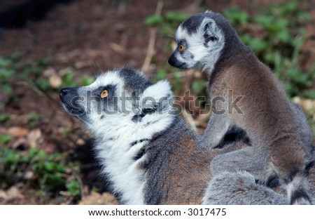 Cute Baby Ringtailed Lemur On Mothers Stock Photo Edit Now 3017475