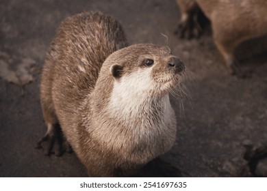 cute baby river otter,cute animals - Powered by Shutterstock