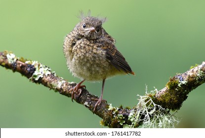 Cute Baby Robin, Carmarthenshire, Wales, UK