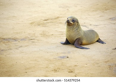 Cute Baby Sea Lion In Namibia