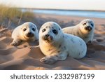 Cute baby seals on a sandy beach