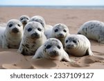 Cute baby seals on a sandy beach