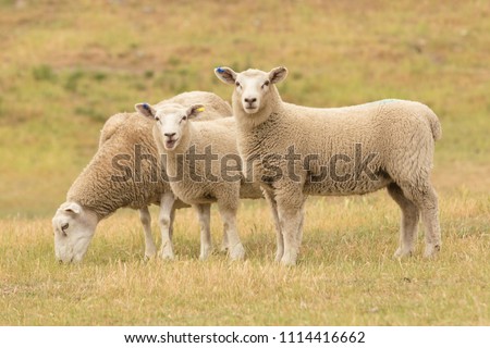 Cute baby sheep over dry grass field, farm animal