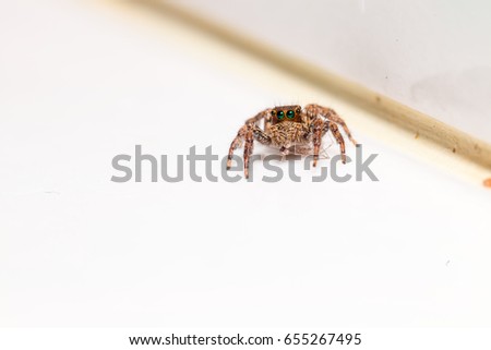 Cute Baby Spider Big Eyes Looking Stock Photo Edit Now 655267495