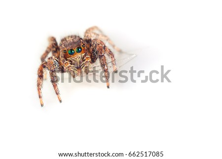 Cute Baby Spider Big Eyes Looking Stock Photo Edit Now 662517085